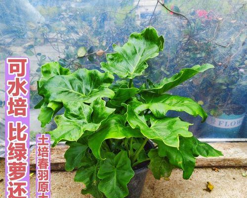 室内水养的植物有哪些？水养植物的好处有哪些？