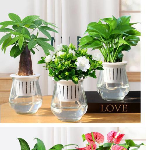 室内水养的植物有哪些？水养植物的好处有哪些？