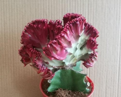 彩春峰养殖技巧有哪些？彩春峰养殖的常见问题是什么？