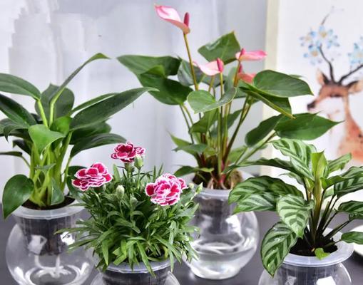 哪些水培植物养护最简单？