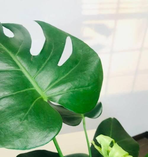 哪些水培植物养护最简单？