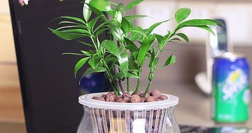 哪些水培植物养护最简单？
