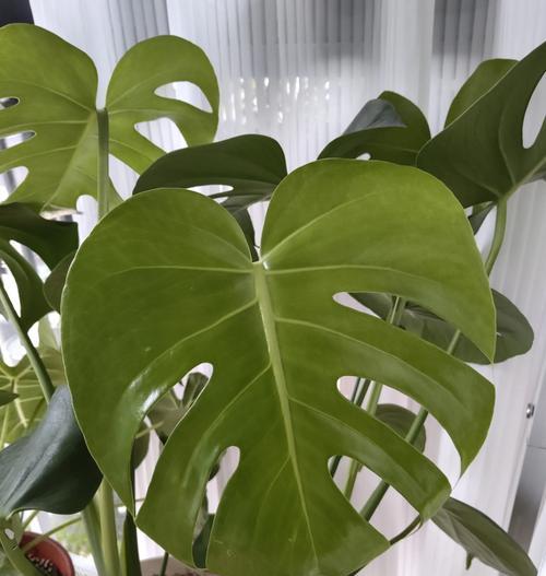 龟背竹的养护方法是什么？如何让龟背竹长得更茂盛？