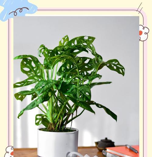 龟背竹的养护方法是什么？如何让龟背竹长得更茂盛？