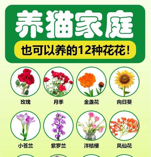 家庭易养花卉有哪些推荐？