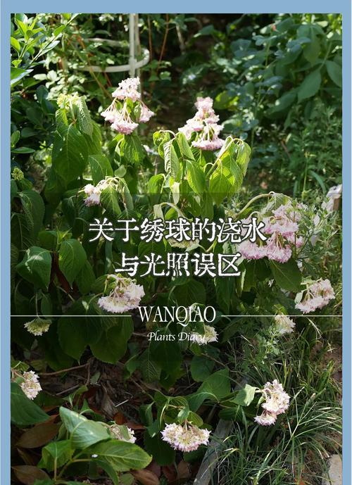 中午浇水有哪些危害？