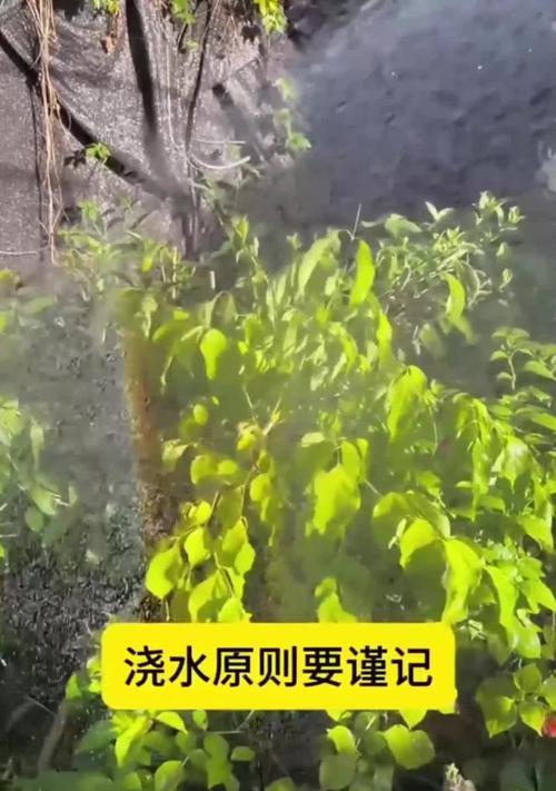 中午浇水有哪些危害？