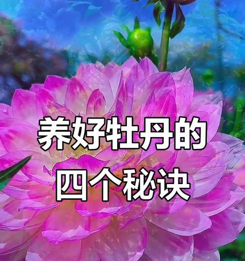 牡丹有哪些新品种？牡丹新品种的特点和养护要点是什么？