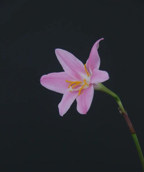 韭菜莲种植过程中应该注意什么？