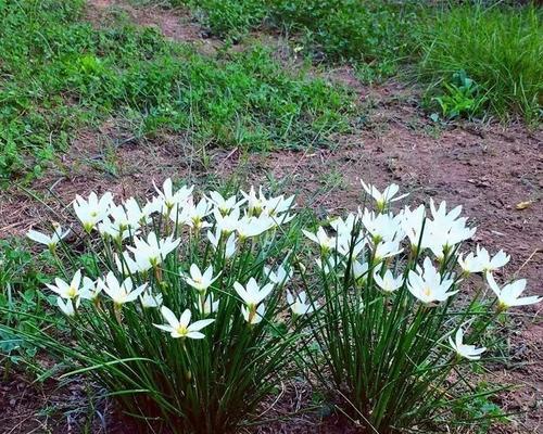 韭菜莲种植过程中应该注意什么？