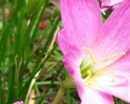 韭菜莲种植过程中应该注意什么？
