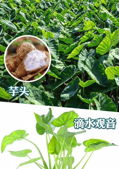 滴水观音烂根的急救措施是什么？
