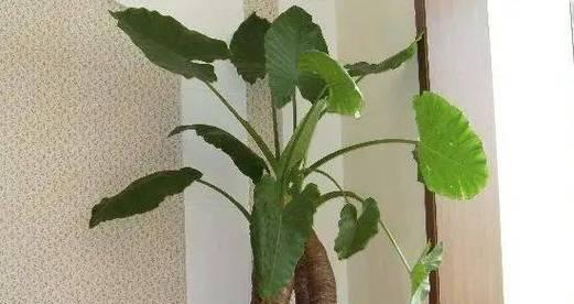滴水观音烂根的急救措施是什么？