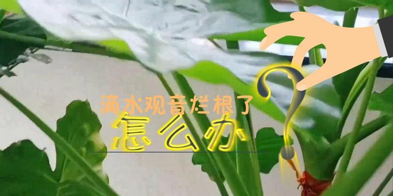 滴水观音烂根的急救措施是什么？