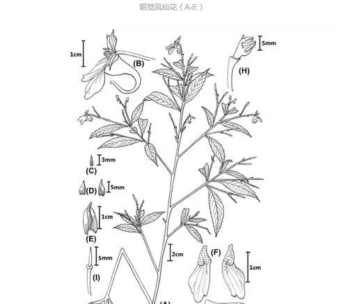 凤仙花是什么茎植物？凤仙花的茎部特征解析？