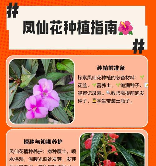 凤仙花是什么茎植物？凤仙花的茎部特征解析？