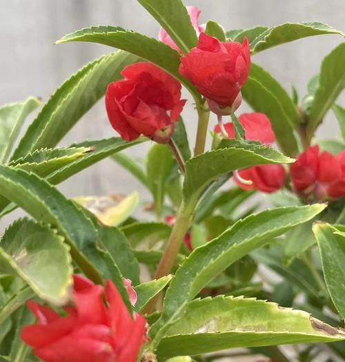 凤仙花是什么茎植物？凤仙花的茎部特征解析？