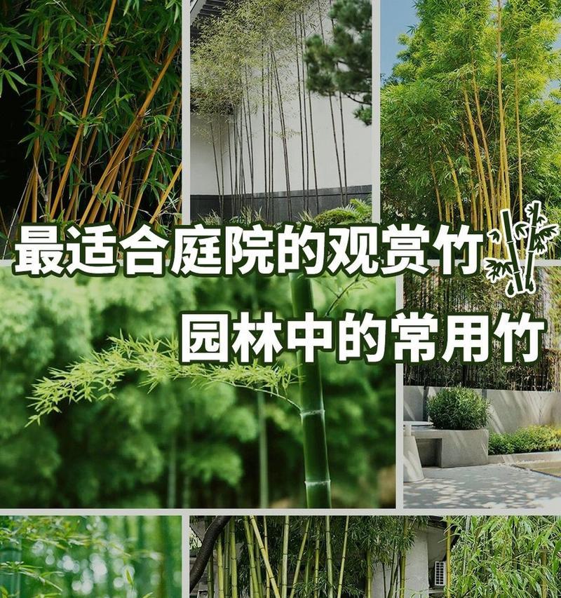 竹子有多少品种？各种竹子的用途是什么？