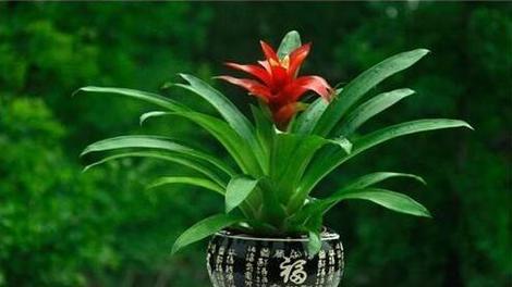 鸿运当头不开花的常见原因是什么？