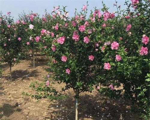木槿繁殖方法是什么？如何确保成活率？