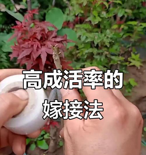 木槿繁殖方法是什么？如何确保成活率？