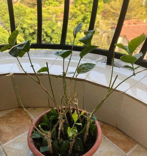 茉莉花过冬需要注意什么？如何确保茉莉花安全越冬？