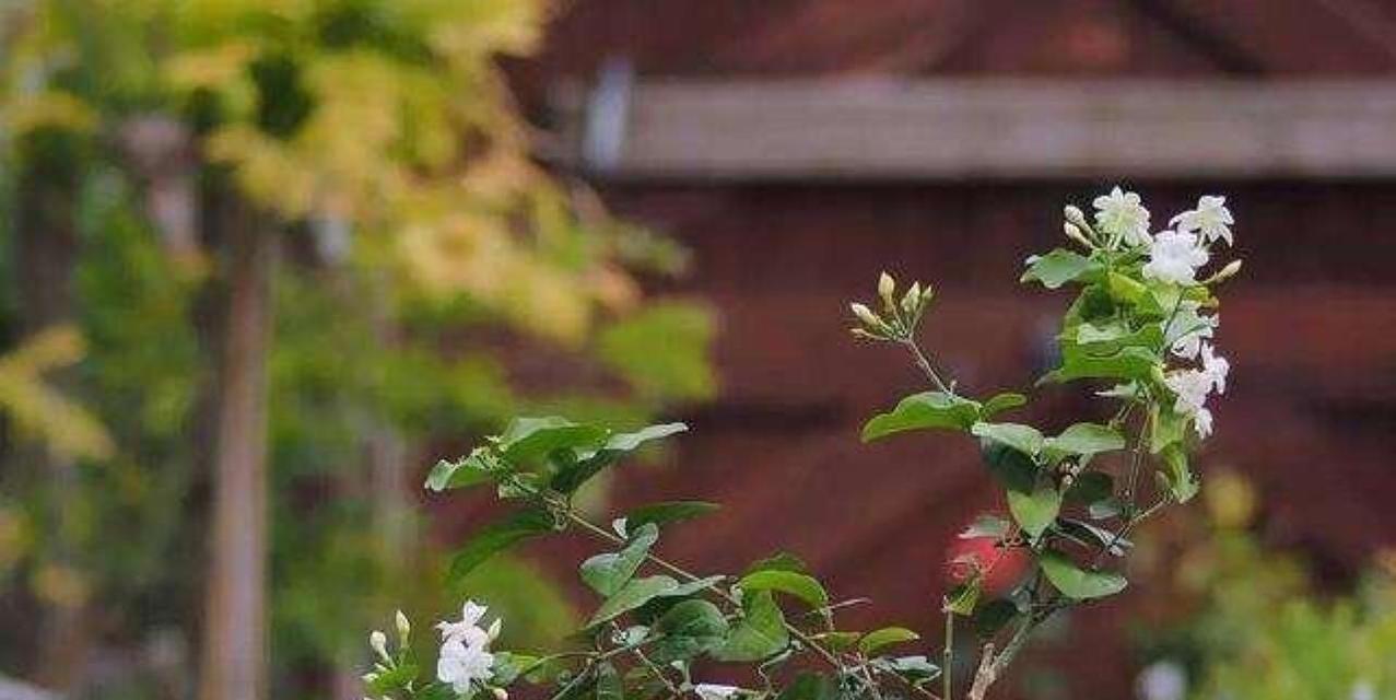 茉莉花过冬需要注意什么？如何确保茉莉花安全越冬？