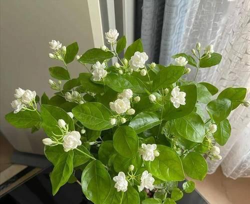 茉莉花过冬需要注意什么？如何确保茉莉花安全越冬？