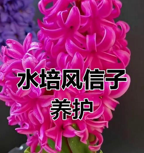 风信子的最佳种植时间是什么时候？