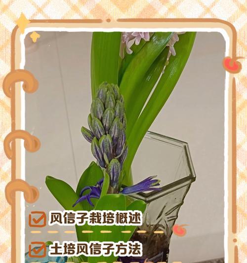 风信子的最佳种植时间是什么时候？
