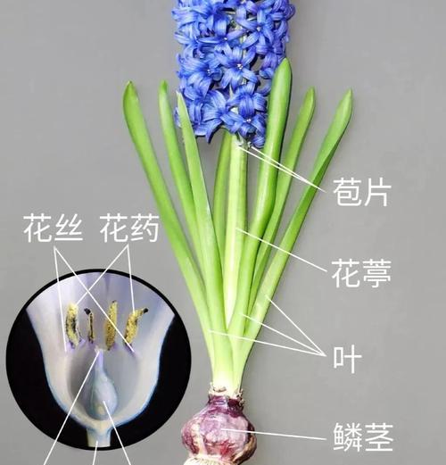风信子的最佳种植时间是什么时候？