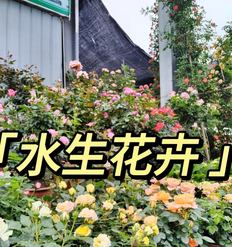 水中养花的正确方法和技巧有哪些？