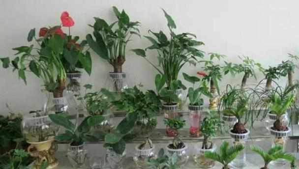 水中养花的正确方法和技巧有哪些？