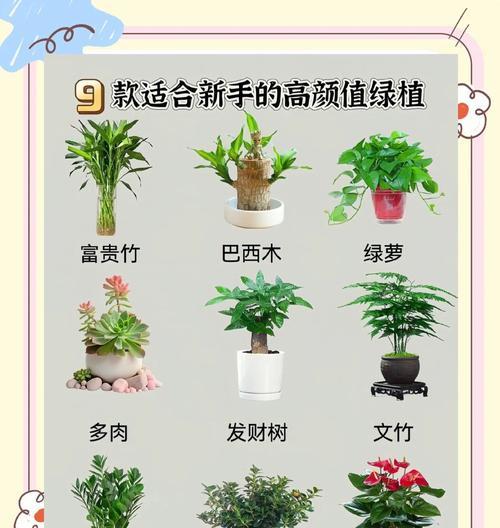 水中养花的正确方法和技巧有哪些？