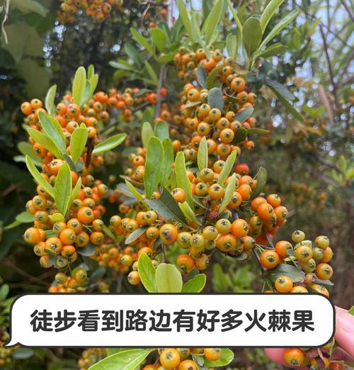 火棘种子种植的正确步骤是什么？