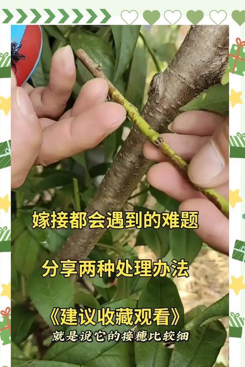 嫁接仙人球落地的正确方法是什么？