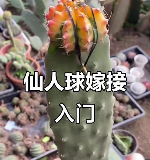嫁接仙人球落地的正确方法是什么？