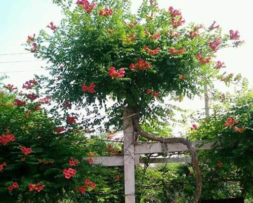 凌宵花种植步骤和注意事项？