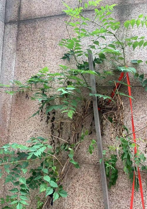 凌宵花种植步骤和注意事项？