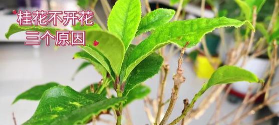 桂花不开花的原因是什么？如何促进桂花开花？