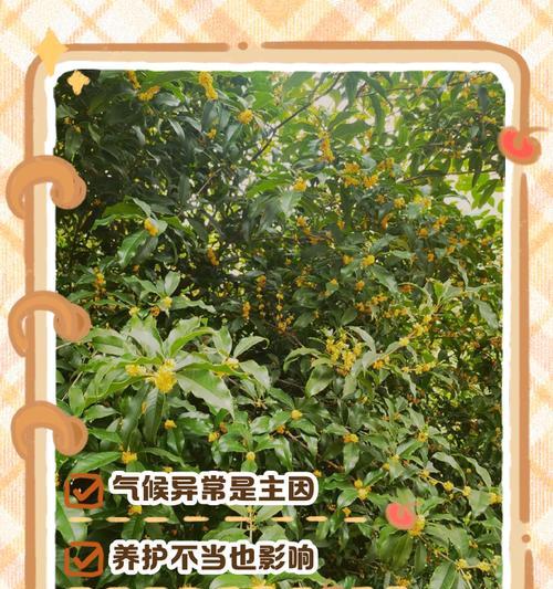 桂花不开花的原因是什么？如何促进桂花开花？
