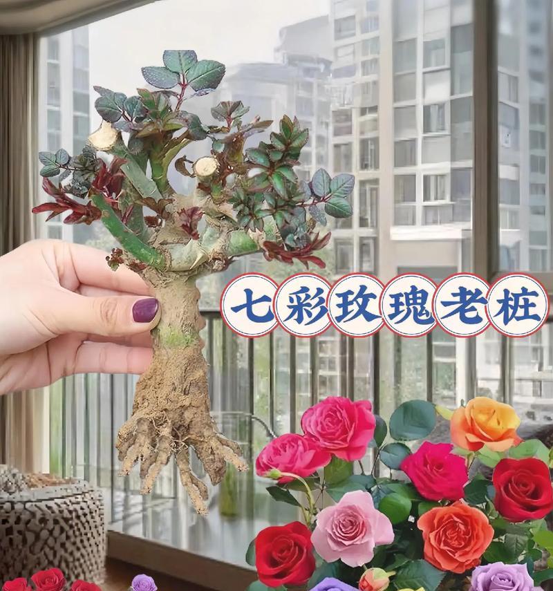 阳台玫瑰怎么养？阳台种植玫瑰的技巧有哪些？