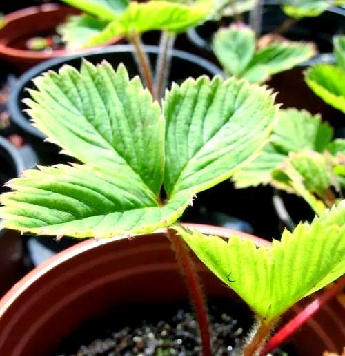 花盆里的草莓怎么养？盆栽草莓的养护和管理技巧是什么？