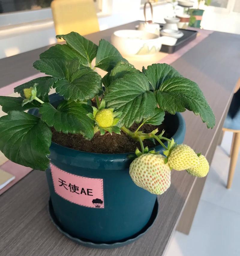 花盆里的草莓怎么养？盆栽草莓的养护和管理技巧是什么？