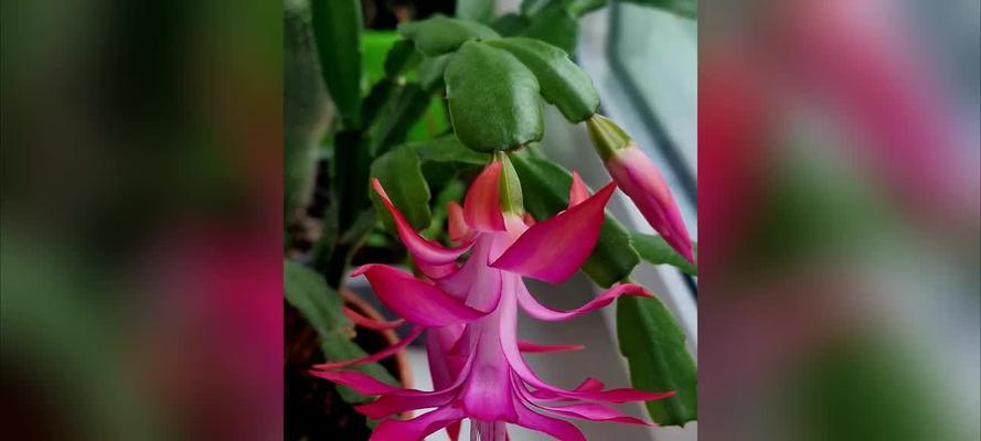 蟹爪兰的开花季节和繁殖技巧是什么？
