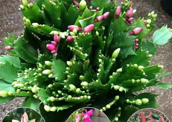 蟹爪兰的开花季节和繁殖技巧是什么？