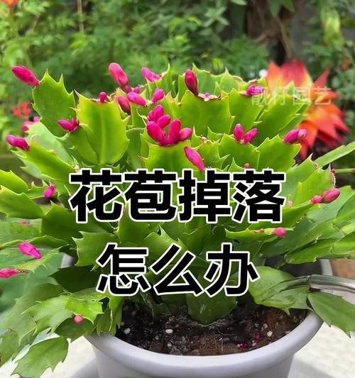 蟹爪兰的开花季节和繁殖技巧是什么？