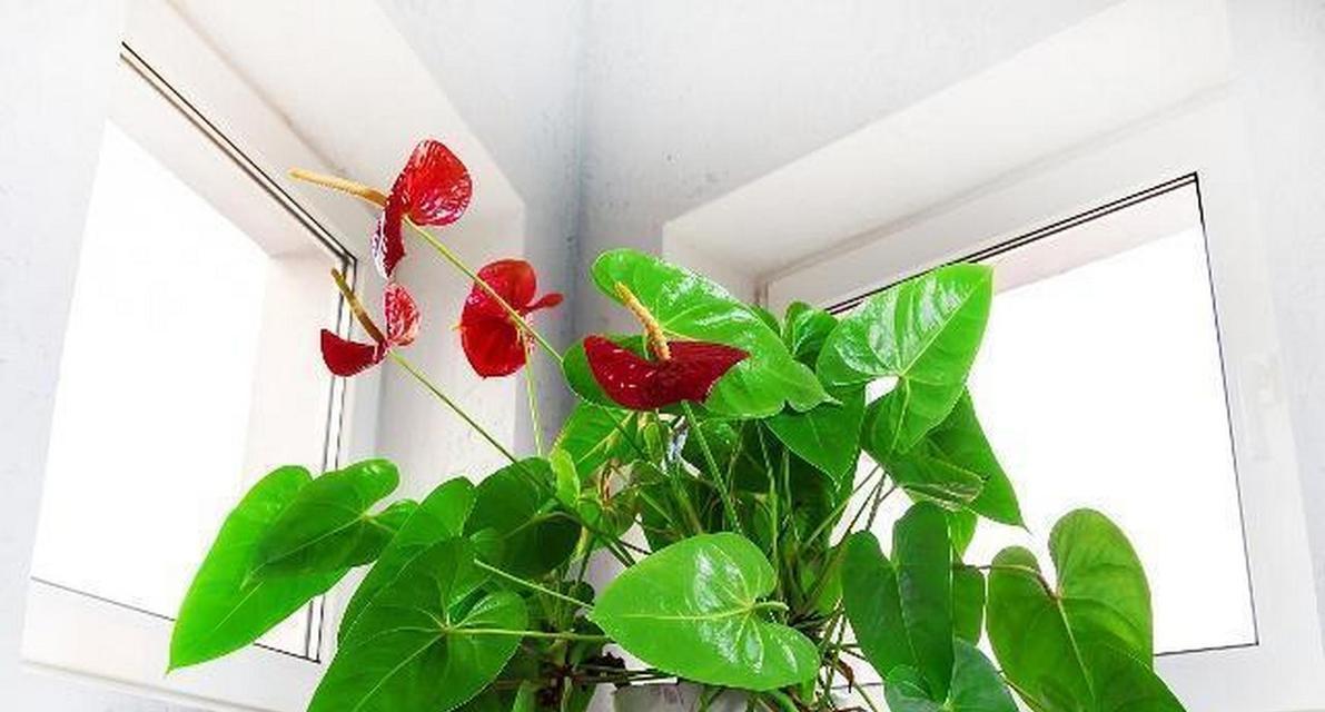 红掌不开花的原因是什么？如何促进红掌开花？