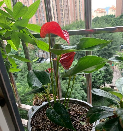 红掌不开花的原因是什么？如何促进红掌开花？