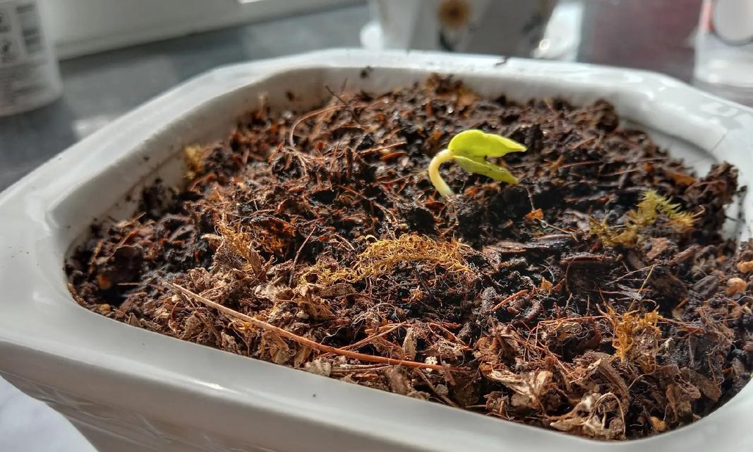 大花牵牛花的种植步骤是什么？